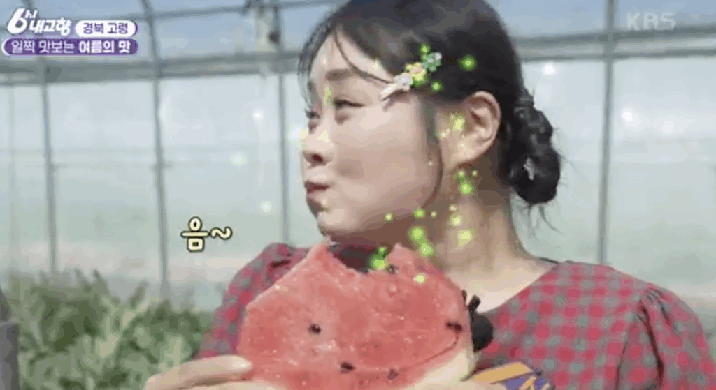 6시내고향 수박 주문 하는 곳 | 8274회 방송 택배 구매 정보 총정리 3 image 28